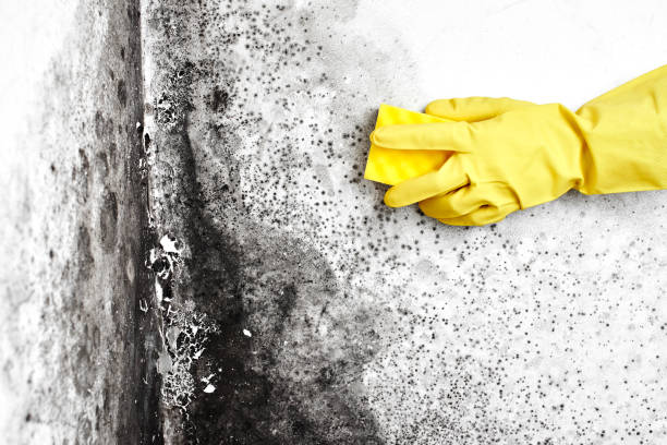 Best Post-Flood Mold Remediation in Schofield, WI