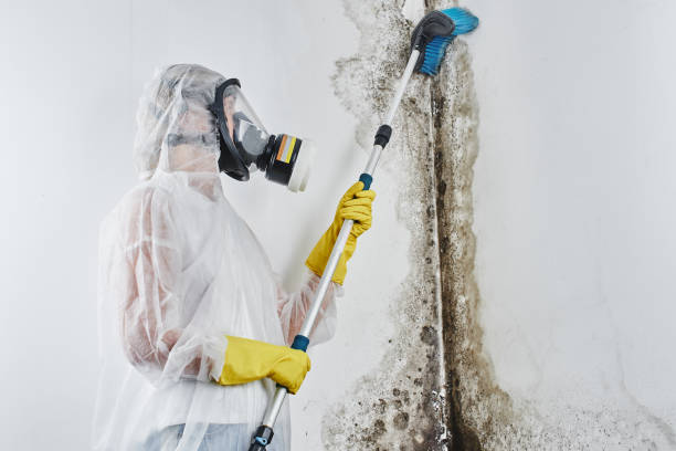 Best HVAC Mold Remediation in Schofield, WI