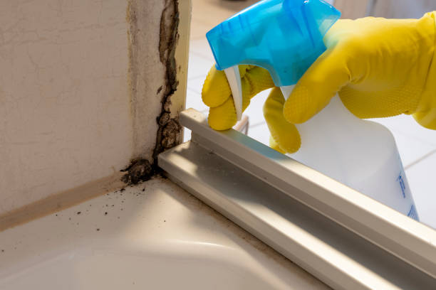 Professional Mold Remediation in Schofield, WI