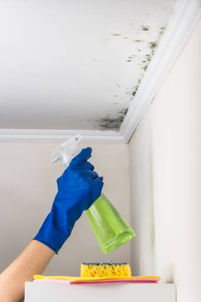 Best Bathroom Mold Remediation in Schofield, WI